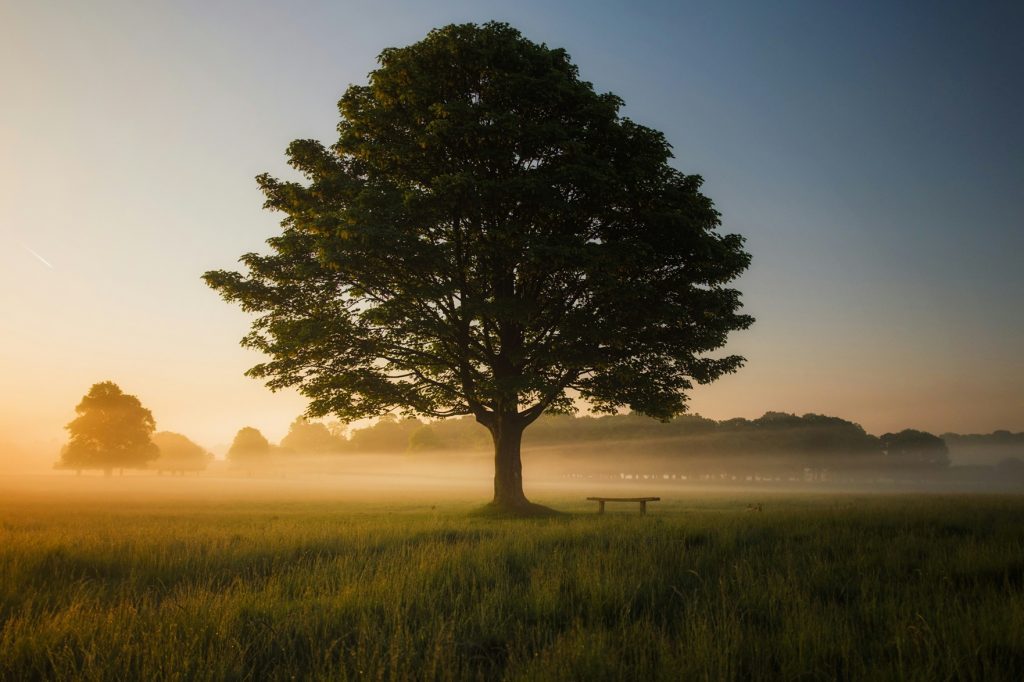 mindfulness therapy for anxiety